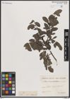 Foto von Salix breviserrata Flod.